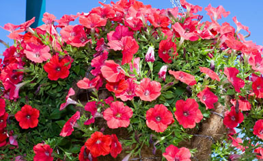 petunia hanging basket