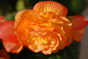 orange begonia blossom