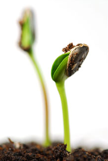 seedling emerges from the soil