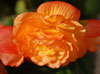 annuals begonia