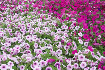 petunias