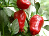 vegetables peppers